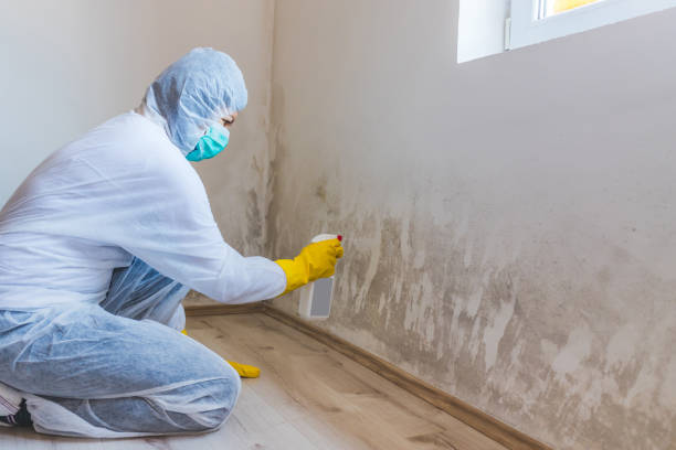 Licensed Black Mold Removal service in Plano, TX - WQB Mold Removal