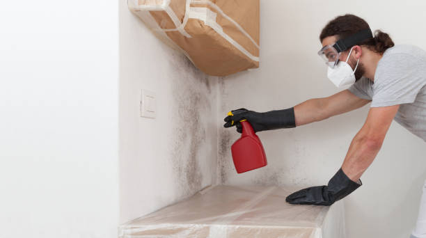 Professional Black Mold Removal technician working in Plano, TX