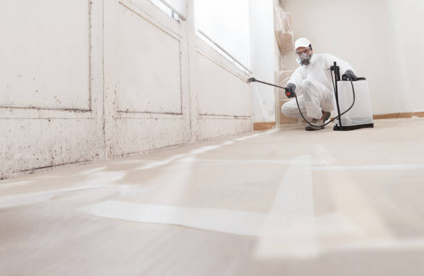 24/7 Emergency Black Mold Removal experts in Plano, TX
