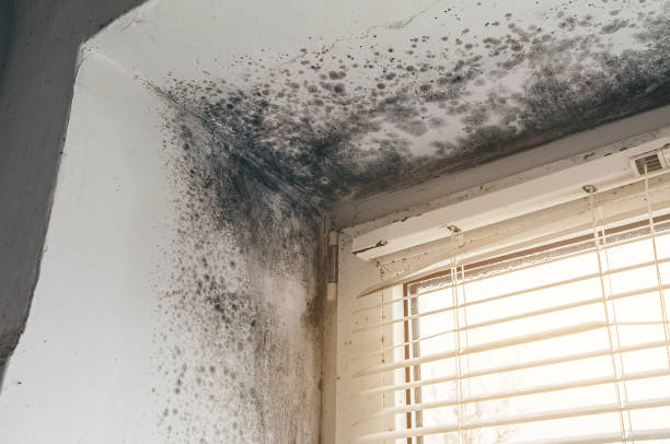Affordable Black Mold Removal solutions in Plano, TX