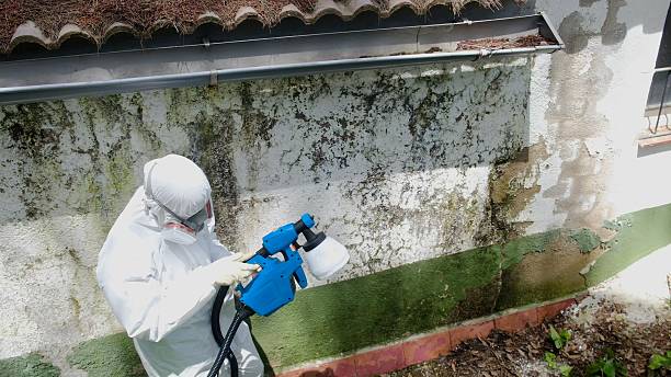 Top rated local Black Mold Removal specialists in Plano, TX